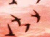 Reseña Literatura Nubes Kétchup, Annabel Pitcher