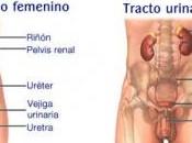 Hipersensibilidad infección tracto urinario