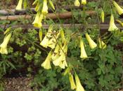 Florece primavera