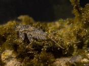 habitantes discretos numerosos)