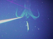 estudio revela única especie calamar gigante mundo