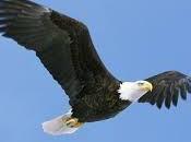 Coaching: Volar como águilas