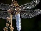 Libellula depressa (Linnaeus, 1758) Libélula vientre plano