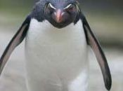 Pingüino Google Contraataca ¿Qué Podemos Hacer?
