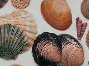 moluscos