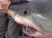 Gran tiburón blanco metros muere enredado Australia