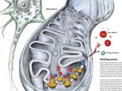 Estructura función mitocondria
