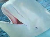 Animales hielos: ballena beluga (vídeo)