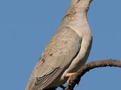 detalle cuello Torcaza (Eared Dove)
