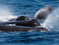 Fotógrafo captura dramática batalla entre orcas cachalotes (vídeo)