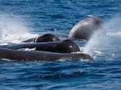 Fotógrafo captura dramática batalla entre orcas cachalotes (vídeo)