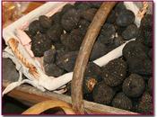 trufas, diamante negro cocina Arancha Herrero