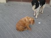 Cocker preñadísima pueblo Badajoz