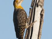 Siempre pico sucio (Field Flicker)