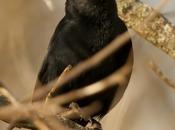 Varillero negro (Unicolored Blackbird)