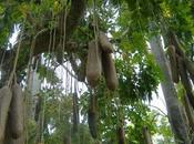 Árbol Salchichas