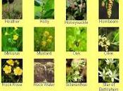 Flores bach