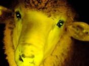 Científicos uruguayos crean ovejas brillan oscuridad