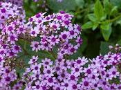 Flor Mayo Leñosa