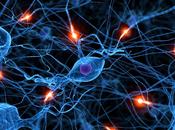 estímulos activan cerebro reptil base neurocomunicación
