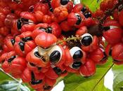 Guaraná