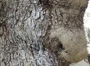 ¡Votaciones gafas blogueras!