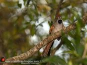 Pijuí frente gris (Sooty-fronted spinetail)