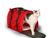 Viajar gatos