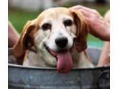 Cómo bañar perro
