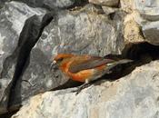 Navarro pirineo bird (spain)-aves navarro(españa)