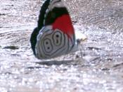 Florecilla, mariposa