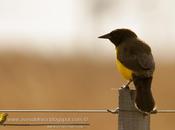 Pecho amarillo grande