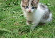 Google anuncia Save Drive permite guardar ficheros línea