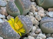 Lithops, piedra planta