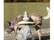 Cómo controlar esfínteres perro
