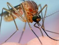 ¿Por algunas personas pican mosquitos otras?