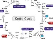 ciclo Krebs ácidos tricarboxilicos