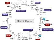 Alfacetoglutarato succionil coenzima ciclo Krebs reacción