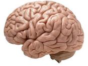 límites cerebro