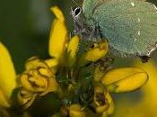 Callophrys rubi (Linnaeus, 1758) Cejialba