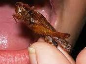 Hambre versus insectos