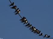 ¿Una golondrina joven principios mayo?