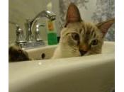 Cómo bañar gato