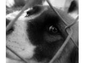 Rabia perros