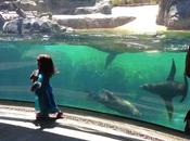 León marino muestra preocupación cuando niña frente tanque