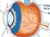 Cirugía ojos desprendimiento retina