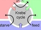 Perspectiva evolutiva ciclo Krebs 'introducción'