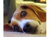 Otitis externa perros