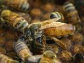 Según investigadores croatas, abejas pueden detectar explosivos