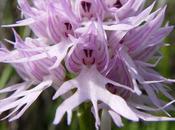 Orchis itálica, flor hermosa